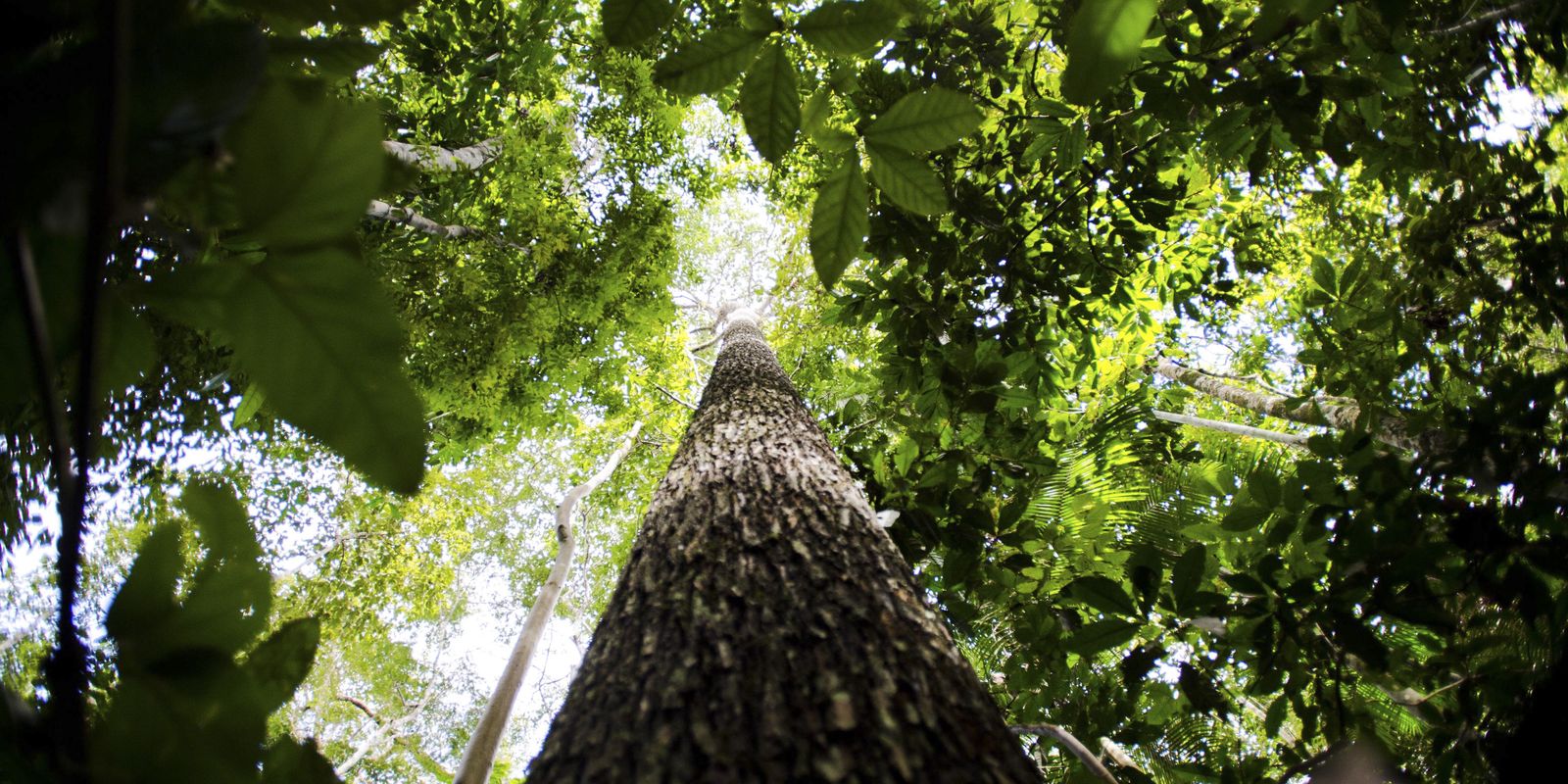 Brasil apresenta na COP proposta para manter florestas tropicais em pé