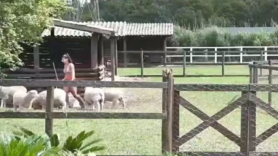 Marina Ferrari acabou sendo atacada em A Fazenda 2021. Contudo, não foi da maneira que você está pensando. Confira os detalhes e saiba mais.